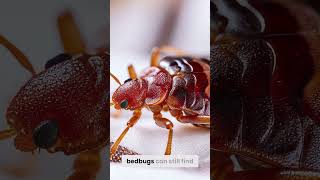 How YOU can prevent Bedbugs at home!