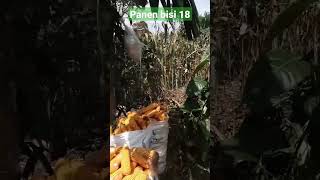 keunggulan bibit jagung bisi 18