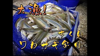 【大漁】冬の琵琶湖でワカサギ釣り？いや、ワカサギすくい！