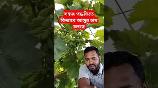 সহজ পদ্ধতিতে কিভাবে আঙ্গুরের চাষ চলছে #fruit #farming