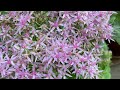 autumn joy stonecrop sedum how to grow and care