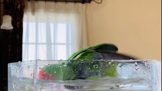 老鳥インコ　水浴びのベテラン