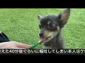 【はじめての犬ちゅーるで事件】生後3ヵ月記念日に嘔吐させてしまいました。チワワ×ミニピンのミックスの子犬チワピンびるす chipin