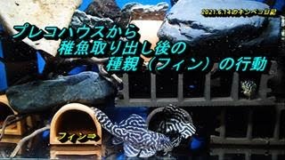 2021.6.14のキンペコ日記：プレコハウスから稚魚取り出し後の種親（オス）のその後の行動