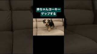 ゲップする赤ちゃんヨーキー #shorts #ヨークシャーテリア #ヨークシャテリア #ヨーキー #子犬