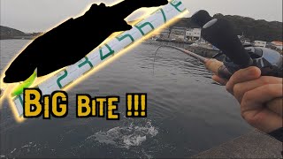 漁港の湾内にデカいルアーを放り込むと・・・！【FISHING#28】