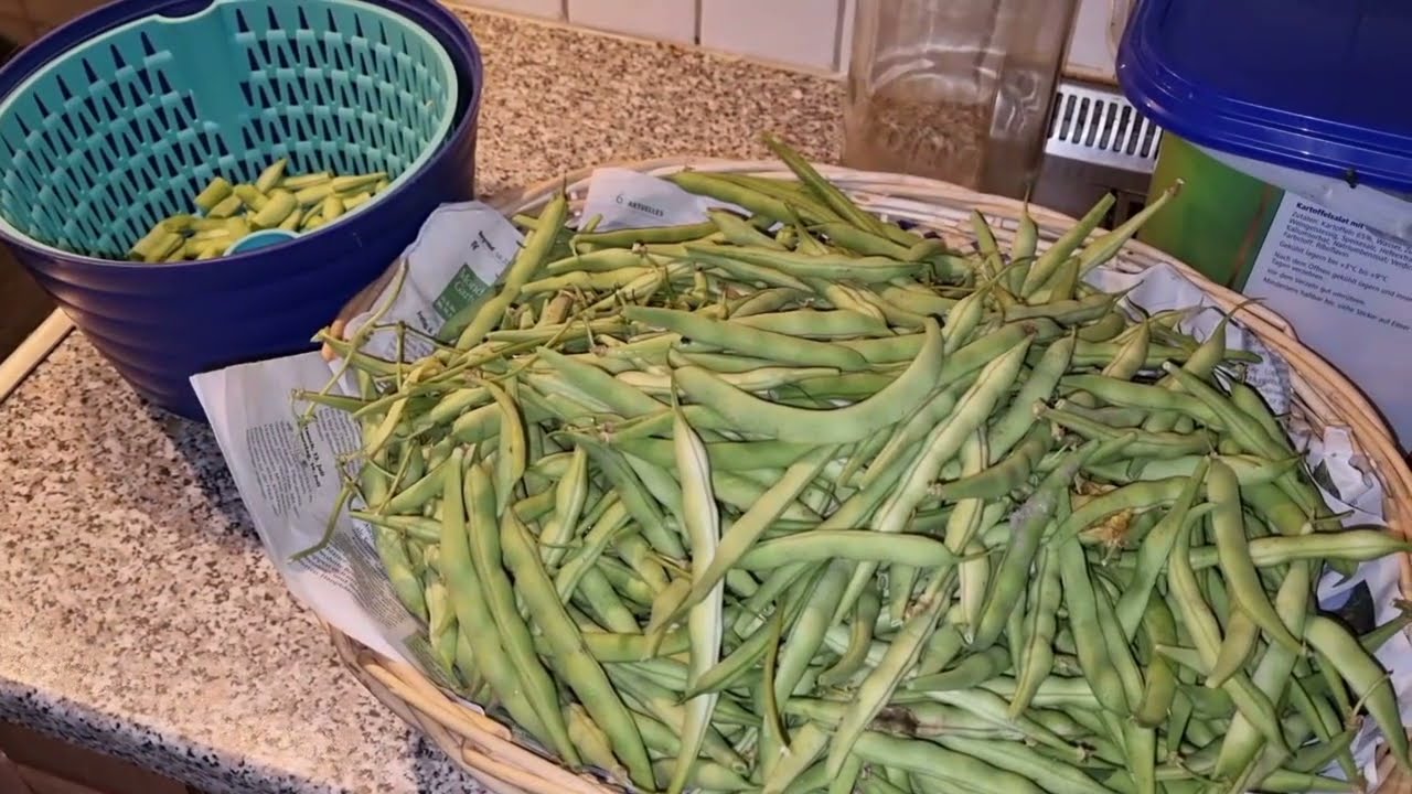 Harvesting My Beans Youtube