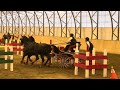 carriage driving competition in hungary🇭🇺 hortobágy