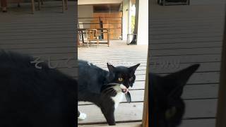 音を聞きつけて様子をみにくる健気な猫せんちゃん/ #猫との暮らし