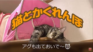 猫とかくれんぼ【猫】