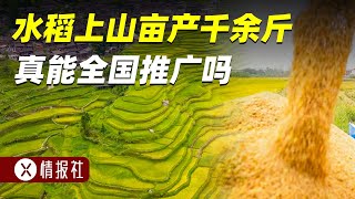 水稻能上山嗎？人均產量上千公斤，為啥農民仍質疑？真能推廣嗎？ #中國 #胡錫進 #中共 #龍華汽車站 #實拍深圳