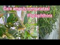 Cara ampuh mengatasi busuk ranting / phytophthora pada cabe