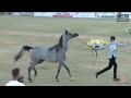 N 137 KAMAR BINT NADEEN HM   Iksal Arabian Horse Show   Fillys 2022 B Class 12