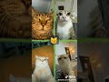 Kalian pilih kucing yg mna ges? #kucing #kucingimut #kucingkucu #shortvideo #short #likeandsubscribe