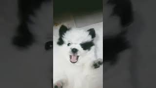 Tuffy Puffy irritation 🔥🔥🔥💝 🤗😄😉 #trending #viral #shorts #funny #happy #animal #dogs #panda #comedy