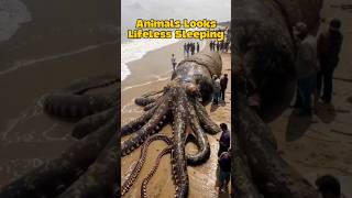 Did you know there are animals look dead while sleeping P2 #animals #education #facts #viralvideo