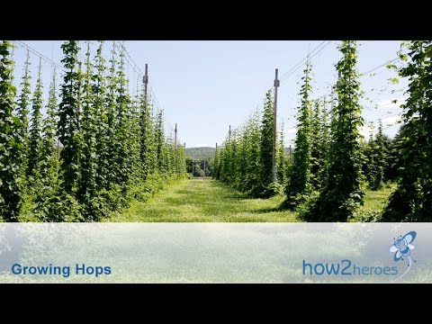 Growing & Harvesting Hops Growing & Harvesting Hops