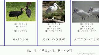 鳥, 目 ペリカン目, 科 トキ科 bird Spoonbills Brian ムナフトキ Ibises Bolger Pad カタジロトキ クロツラヘラサギ ハゲトキ アフリカヘラサギ イボトキ