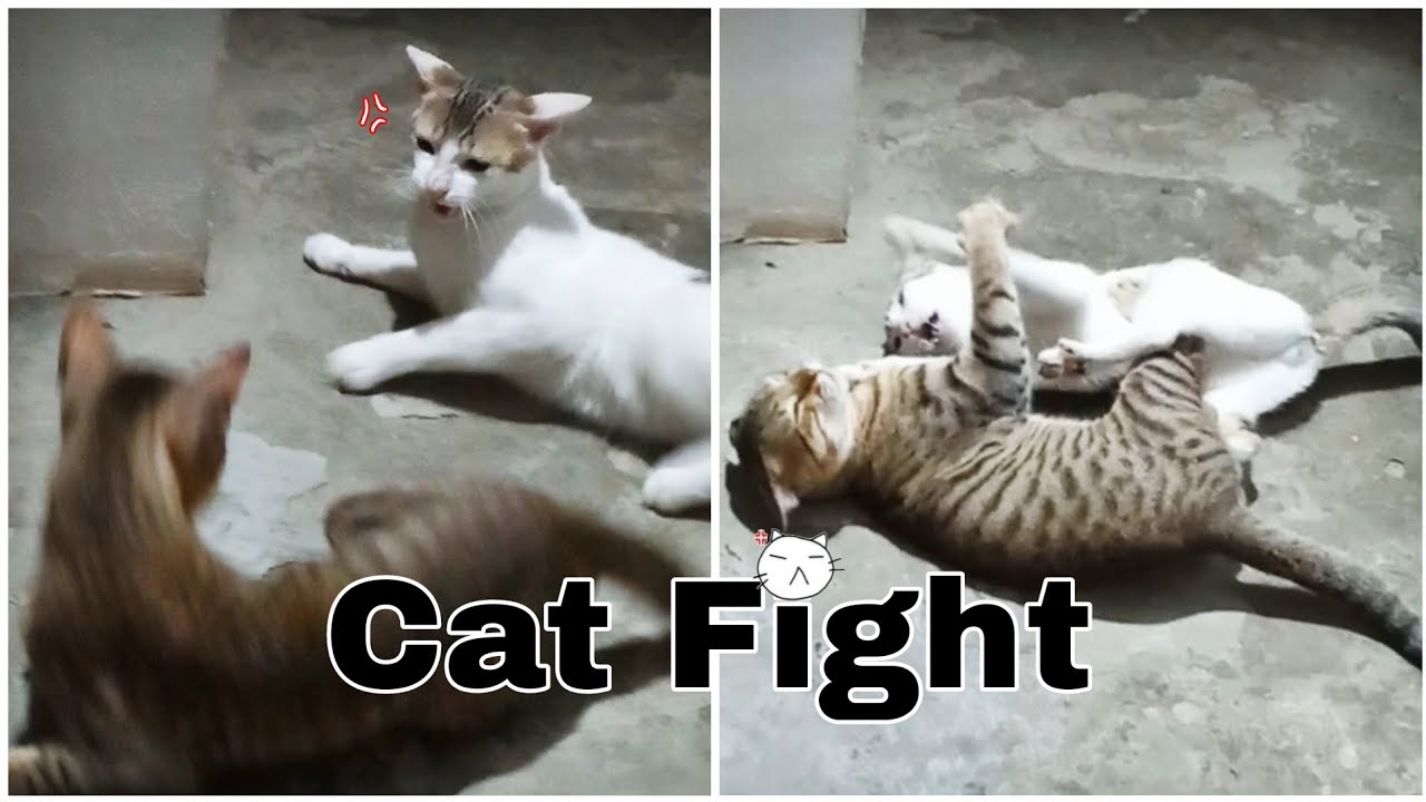 Funny Cat Fight рџ ј Youtube