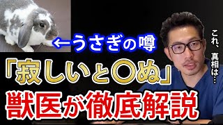 【うさぎ】ウサギは寂しいと◯んじゃうの！を獣医師が解説。依存が高いうさぎさんは要注意！