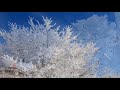 霧氷の花が咲く聖高原・4k