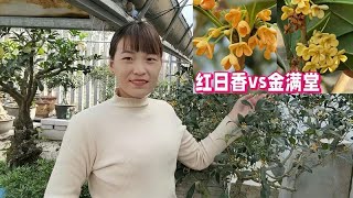 桂花品种，红日香，金满堂正在开花，花色鲜艳，香气浓郁