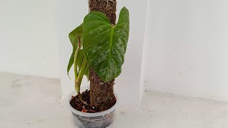 Vlog no. 18 | Philodendron Majestic | Relaxing Repotting | ASMR |