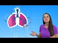 wheezing lung sound audio high pitch nursing adventitious lung sounds nclex review