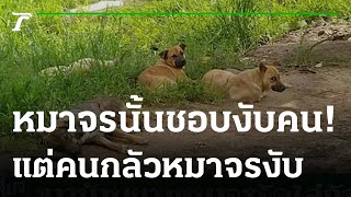 ชาวบ้านผวาหมาจรจัดไล่กัดคน  | 01-09-65 | ข่าวเที่ยงไทยรัฐ