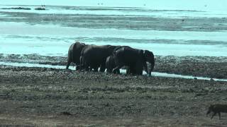 Vwaza Elephants - Elepants bathing in Vwaza National Park