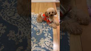 飼い主の帰りを玄関で待つ犬#shorts #short #shortvideo #youtubeshorts #doglover #cute #dog #愛犬 #いぬ #トイプードル #cute