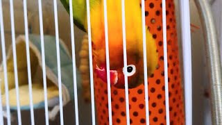 【性格キツすぎっ！ラブバード！ア・ロ・エ】容赦なく全力で咬んできます（泣）コザクラインコ・ボタンインコ