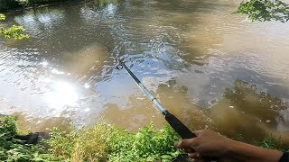 Fishing Rapids and Brush Piles on the Pecatonica River(Darlington)