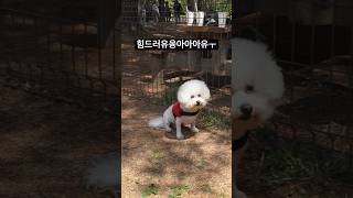 놀다 지친 강아지 a dog tired of playing #힘들어 #강아지 #뮤지컬