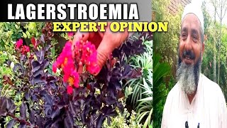 How to grow largerstroemia plant expert opinion | Care of Lagerstroemia plant | Red leaf plant