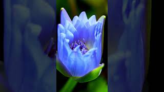 Discover the Secret of the Blooming Blue Tulip for Deep Sleep  #Serenity #Calmness  #RelaxingMusic