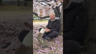 Feeding Wild Rabbits In Japan