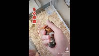 慣れたひめうずら逃げないよ #animal #bird #cute #ひめうずら #ひめうずら研究室 #ペット #ペット動画 #鳥 #chicken #癒し