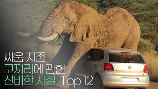 싸움지존 코끼리에 대한 신비한 사실 Top 12 !!