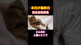 【本日が最終日😰緊急里親募集‼️】生後2ヶ月半でお膝が大好きな女の子🐶の命を助けてください🙇‍♀️ #野良犬 #保護犬 #子犬