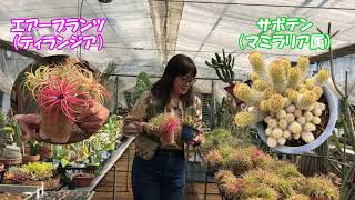 【園長の部屋PART2】第56回 多肉植物の増やし方【水戸市植物公園】