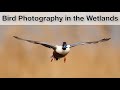 Birds in Flight - Wildlife Photography in Spain