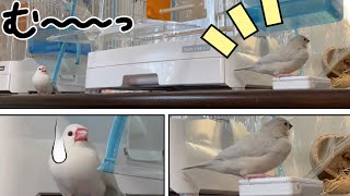 【どうなる？】文鳥文ちゃんのお気に入りの遊び場が新米に奪われた！Java sparrow