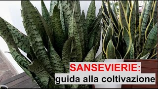 La SANSEVIERIA: una splendida pianta per giardini e appartamenti! - W&A Gardens: orto e giardino