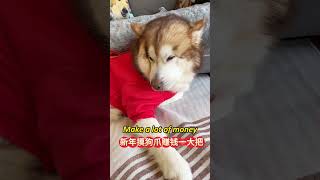 Fugui is sending blessings to everyone！🐶#shorts #alaskanmalamute #dog #chinesenewyear