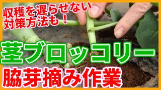 Tips for picking side buds of stem broccoli taught by a Japanese farmer !