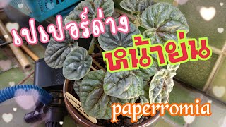 #เปเปอร์โรเมียด่างหน้าย่น#paperromia#เปเปอร์โรเมีย#