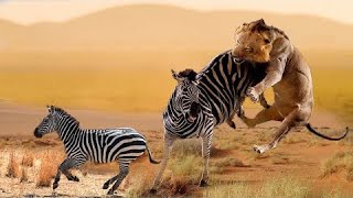 The Best Of Animal Attack 2022 - Most Amazing Moments Of Wild Animal Fight