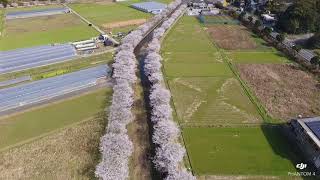 長崎琴海戸根川沿いの桜🌸