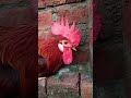 Horror Cock 😱 | #trending #beautiful #scarychicken #lovely #support #shortsfeed